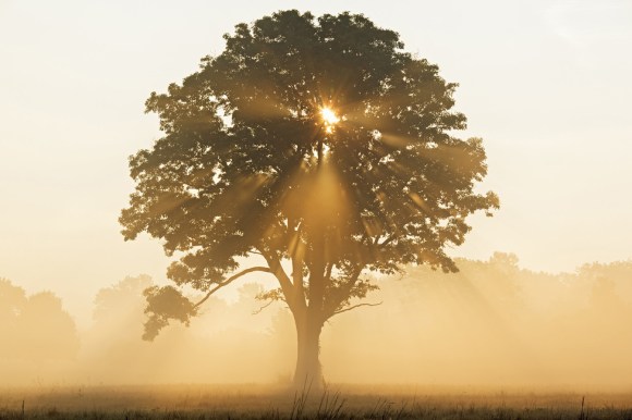oak-tree-with-sun-rays